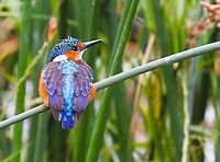 Malachite Kingfisher - Juvenile Juveniles have a black shorter bill than adults whose bills are longer and bright red. Corythornis cristatus,Hawassa,Lake Hawassa,Malachite kingfisher,Rift Valley,Sidama