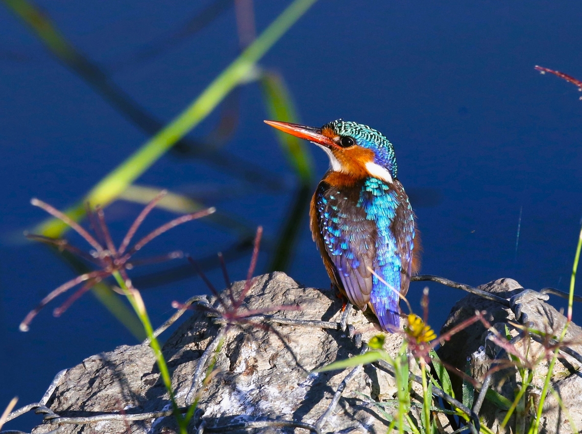 Adult Malachite Kingfisher on Lake Hawassa This is an adult of the galerita race as opposed to the stuartkeithi race which is also found in Ethiopia, although in the North. Corythornis cristatus,Hawassa,Lake Hawassa,Malachite kingfisher,Rift Valley,Sidama