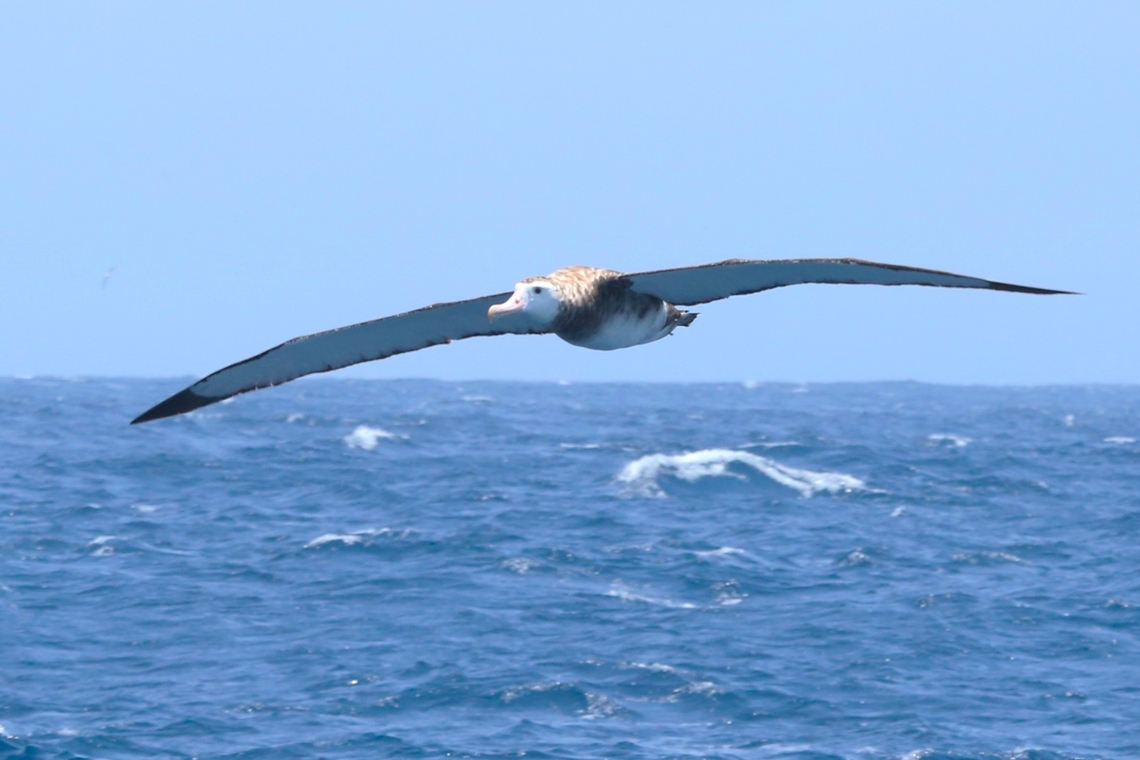 Snowy Albatross over the Southern Ocean Lucky to pick up this bird for a short period when travelling to see Orcas. Bremer Bay,Bremer Bay Canyon,Diomedea exulans,Snowy albatross,Southern Ocean,Western Australia