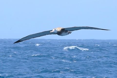 Snowy Albatross over the Southern Ocean Lucky to pick up this bird for a short period when travelling to see Orcas. Bremer Bay,Bremer Bay Canyon,Diomedea exulans,Snowy albatross,Southern Ocean,Western Australia