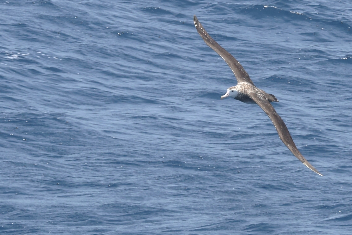 Snowy Albatross One of the Wandering Albatrosses seen on a a trip to the Bremer Bay Canyon.  Great day out!!  Highly recommended.   Bremer Bay,Bremer Bay Canyon,Diomedea exulans,Snowy albatross,Southern Ocean,Western Australia