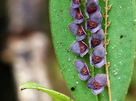 Stelis argentata - Small hairy mauve orchid - Cerro Montezuma Stelis argentata - small hairy mauve orchid (possibly Stelis benzingii 5%, I'd say) - growing on small leaf at approx. 1850 metres Cerro Montezuma,Silvery stelis,Small mauve orchid,Stelis argentata