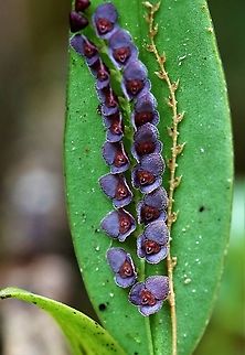 Stelis argentata - Miniature Mauve Hairy Orchid Stelis argentata - (possibly 5% Stelis benzingii) - small hairy mauve epiphytic orchid growing on leaf on Cerro Montezuma at approximately 1850 metres Cerro Montezuma,Silvery stelis,Stelis argentata,mauve hairy orchid