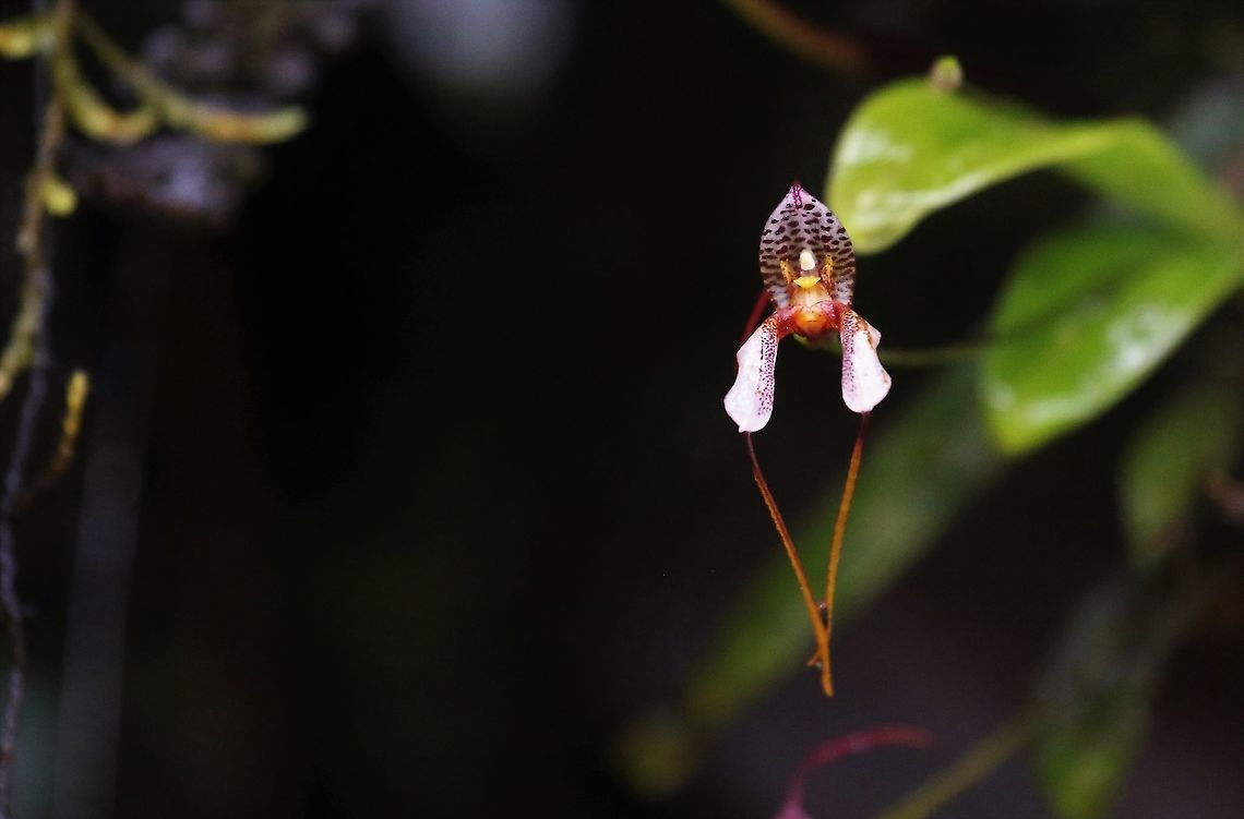 Masdevallia hortensis Found at altitudes of up to 2,500 metres - this was on Cerro Montezuma (Tatama NP) - Grows in western cordillera cloud forests. Cerro Montezuma,Cloud Forest,Garden Masdevallia,Masdevallia,Masdevallia hortensis,Western Cordillera