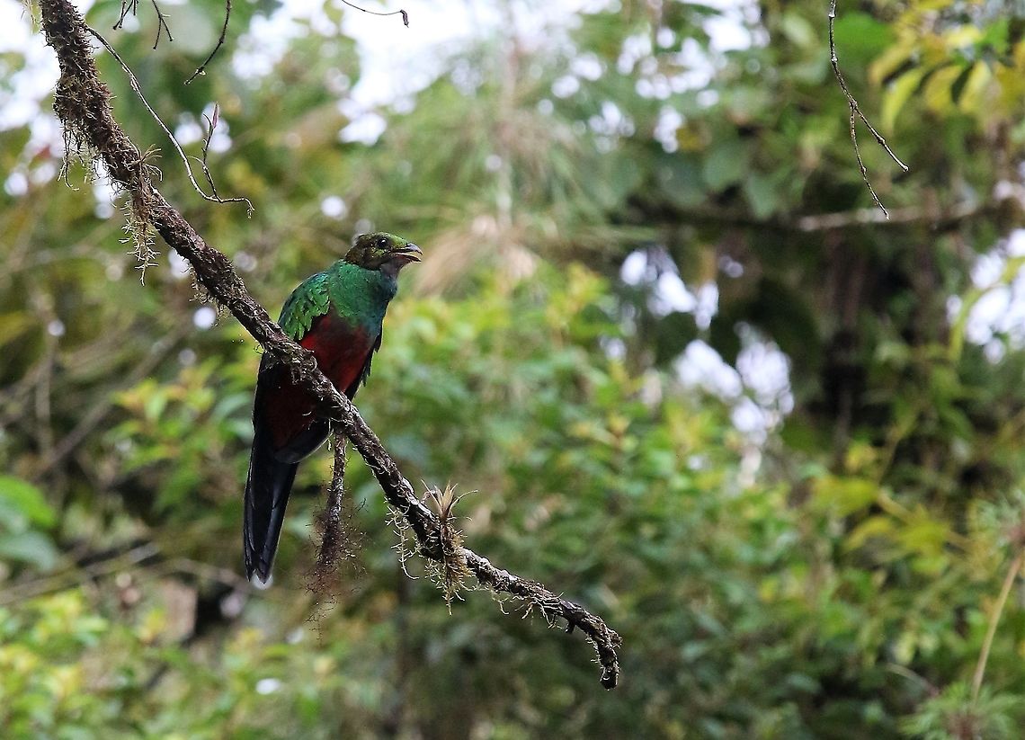 Golden-headed_Quetzal_calling_-_Cerro_Montezuma Cerro Montezuma Golden-headed Quetzal calling - In the cloud forest - Tatama National Park Cerro Montezuma,Golden-headed quetzal,Pharomachrus auriceps