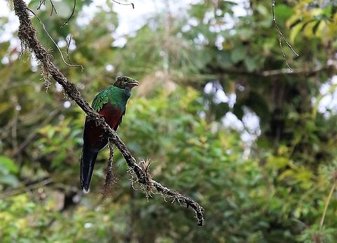 Golden-headed_Quetzal_calling_-_Cerro_Montezuma Cerro Montezuma Golden-headed Quetzal calling - In the cloud forest - Tatama National Park Cerro Montezuma,Golden-headed quetzal,Pharomachrus auriceps
