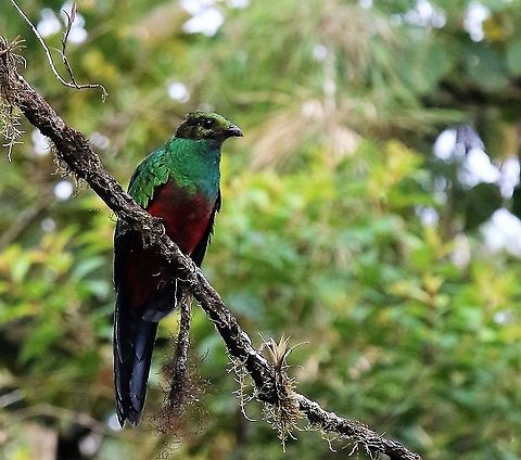Golden-headed quetzal