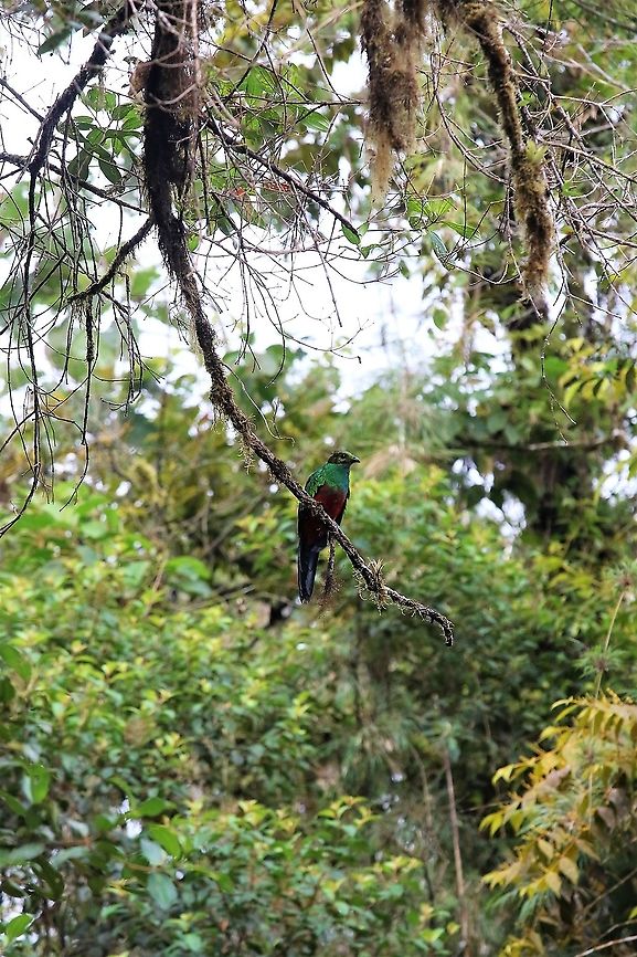 Golden-headed_Quetzal_in_the_canopy_-_Cerro_Montezuma Cerro Montezuma Golden-headed Quetzal - In the cloud forest - Tatama National Park Cerro Montezuma,Golden-headed quetzal,Pharomachrus auriceps