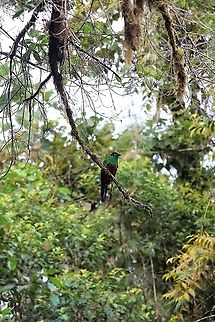 Golden-headed_Quetzal_in_the_canopy_-_Cerro_Montezuma Cerro Montezuma Golden-headed Quetzal - In the cloud forest - Tatama National Park Cerro Montezuma,Golden-headed quetzal,Pharomachrus auriceps