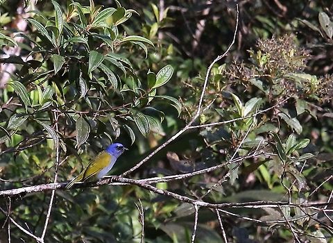 Blue-capped tanager