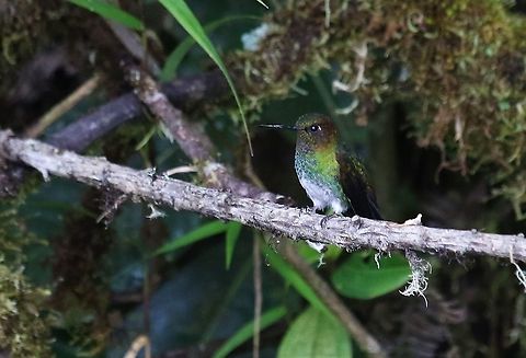 Boissonneaua_flavescens_Buff-tailed_Coronet Buff-tailed Coronet on Cerro Montezuma Boissonneaua flavescens,Buff-tailed coronet,Cerro Montezuma