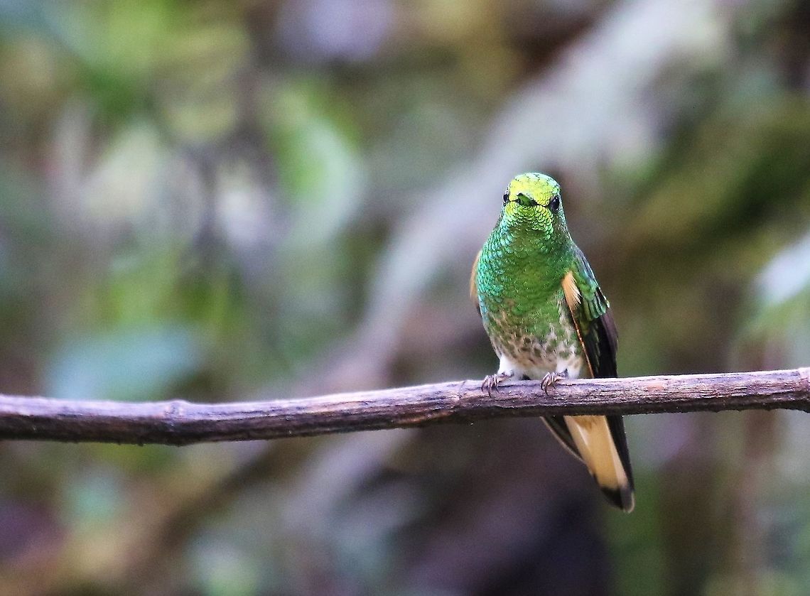 Buff-tailed Coronet Buff-tailed Coronet on Cerro Montezuma about 2,000m - spent time fighting with the Velvet-purple Coronets Boissonneaua flavescens,Buff-tailed coronet,Cerro Montezuma