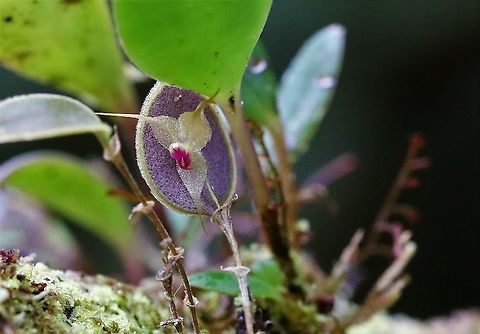 Lepanthes limbata