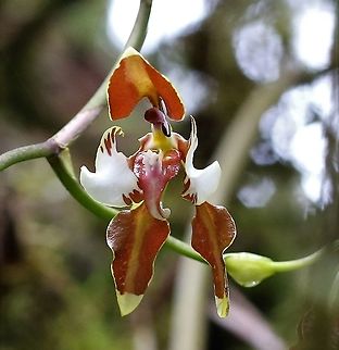 Cyrtochilum halteratum (synonym superbiens) - previously unidentified orchid like Odontoglossum luteopurpureum Cyrtochilum halteratum - Found at approx. 2,000m on Cerro Montezuma - Many large flowers.   Cerro Montezuma,Cyrtochilum halteratum,Cyrtochilum superbiens,Unidentified species