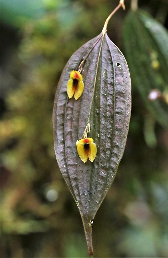 Lepanthes_montezumae_on_leaf Newly identified Lepanthes montezumae on Cerro Montezuma Cerro Montezuma,Lepanthes montezumae
