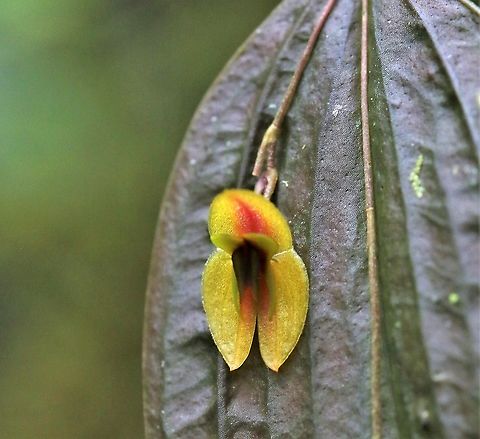 Lepanthes_montezumae_Cerro_Montezuma Lepanthes montezumae on Cerro Montezuma, Tatama NP - newly identified Lepanthes Cerro Montezuma,Lepanthes montezumae
