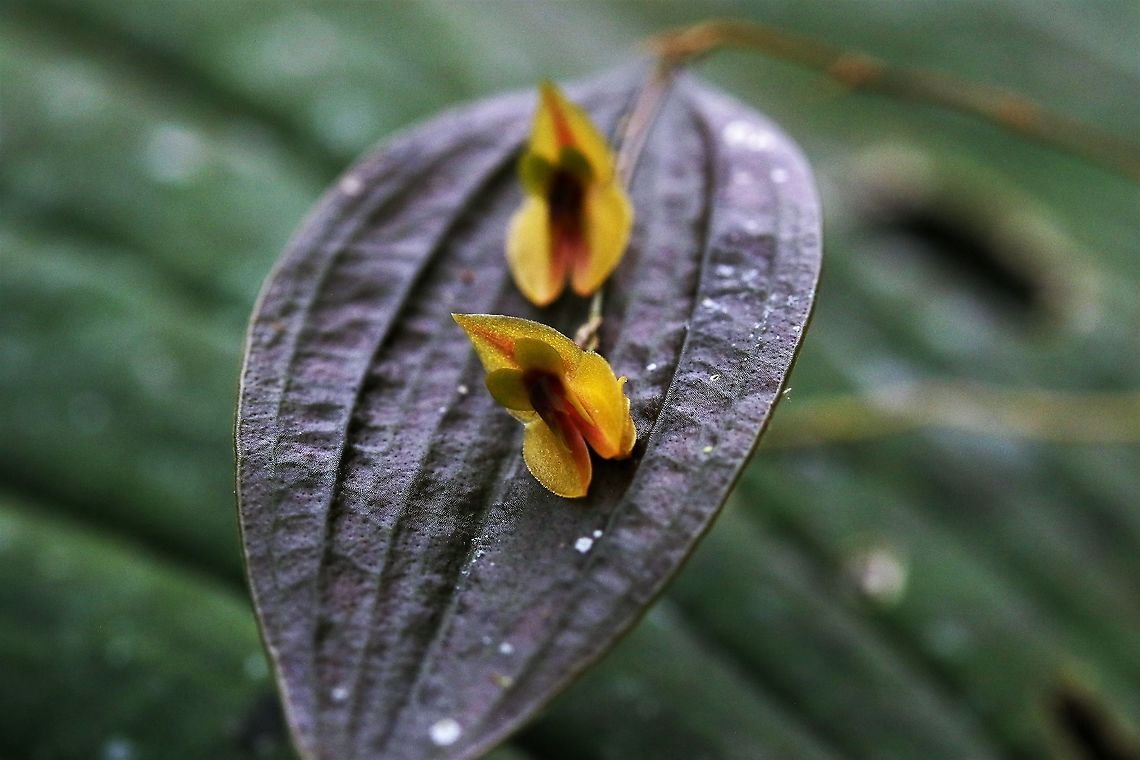 Lepanthes_montezumae Relatively newly identified Lepanthes from this beautiful mountain - Cerro Montezuma - we werre based at Montezuma Road Lodge - thanks to Michelle Tatiana Tapasco Cerro,Lepanthes montezumae