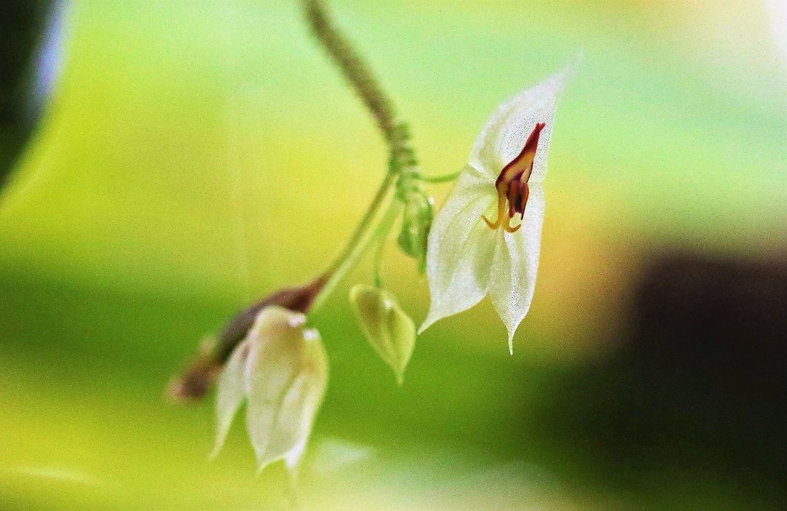 Lepanthes_nicolasii_from_side Slight side view of this Lepanthes - The day that we were there - did not realise how lucky we were &amp; how rare these little orchids are - a glorious place.  Approx 2,000m Cerro Montezuma,Lepanthes nicolasii,Tatama National Park