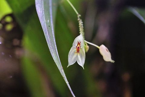 Lepanthes_nicolasii_Cerro_Montezuma The beautiful Lepanthes nicolasii found at about 2,000m on Cerro Montezuma in Tatama National Park Cerro Montezuma,Lepanthes nicolasii,Tatama National Park