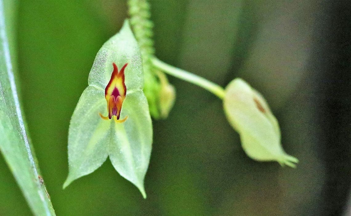 Lepanthes_nicolasii Another beautiful  Lepanthes from Cerro Montezuma - Again approx. 2,000m Cerro Montezuma,Lepanthes nicolasii,Tatama National Park