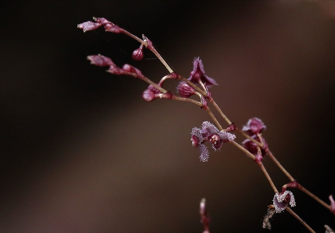 Stelis_concinna_Cerro_Montezumaa Stelis concinna found at approximately 2,000m on Cerro Montezuma within Tatama National Park, Risaralda State, Colombia - Beautiful little orchid Cerro Montezuma,Stelis concinna,Tatama National Park