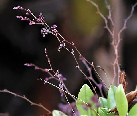 Stelis_concinna Stelis concinna found at approximately 2,000m on Cerro Montezuma within Tatama National Park, Risaralda State, Colombia  Cerro Montezuma,Stelis concinna,Tatama National Park