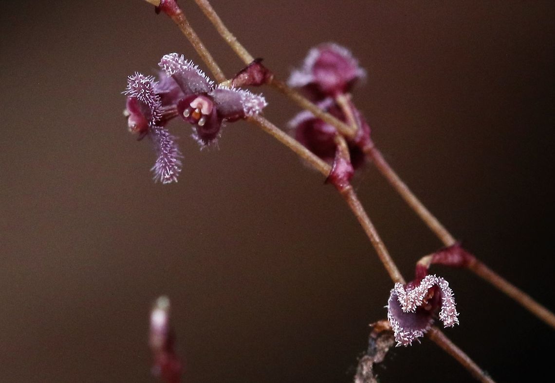 Stelis concinna 2,000 Cerro Montezuma Stelis concinna found at approximately 2,000m on Cerro Montezuma within Tatama National Park, Risaralda State, Colombia   Full name: Stelis concinna  Author:  Lindl. <br />
 Cerro Montezuma,Stelis concinna,Tatama National Park