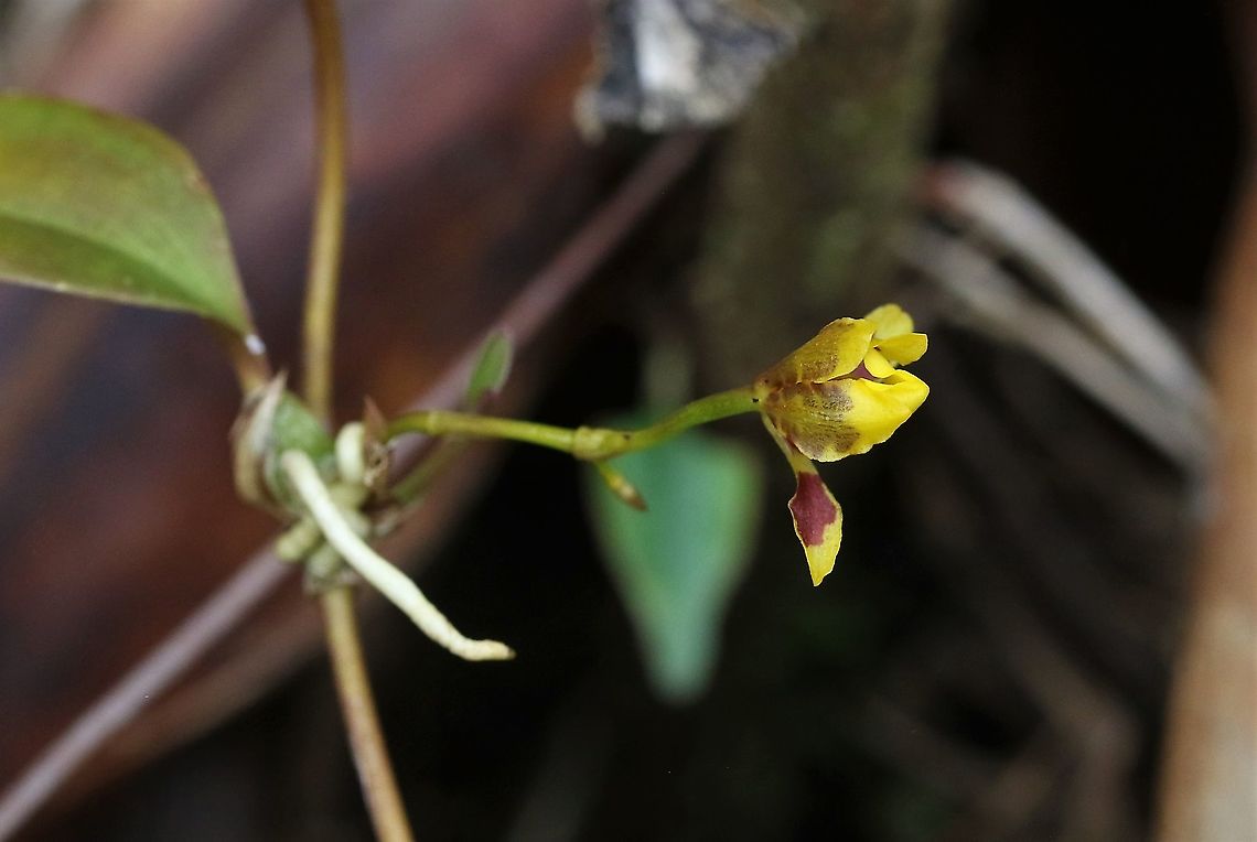 Otoglossum serpens opening Found between 1,900 &amp; 2,000m on Cerro Montezuma - beautiful vivid orchid Cerro Montezuma,Otoglossum serpens,Tatama National Park