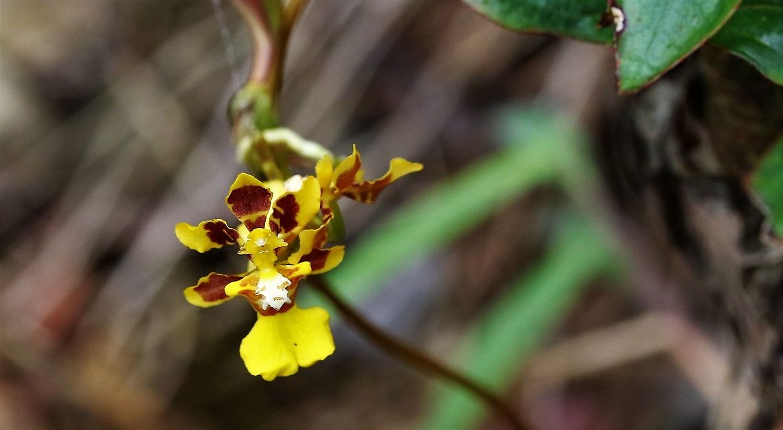 Otoglossum serpens Found between 1900 &amp;2000; m on Cerro Montezuma, Tatama NP, Risaralda State Cerro Montezuma,Otoglossum serpens,Tatama National Park