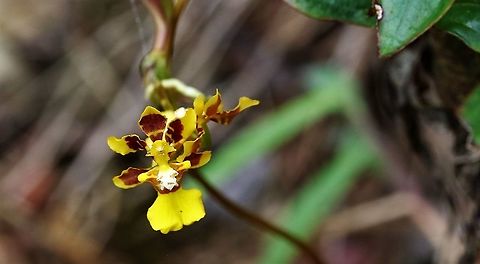 Otoglossum serpens Found between 1900 &2000; m on Cerro Montezuma, Tatama NP, Risaralda State Cerro Montezuma,Otoglossum serpens,Tatama National Park