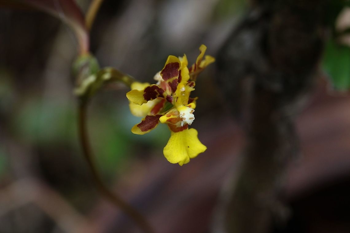 Otoglossum serpens Cerro Montezuma Otoglossum serpens - found between 1900 &amp; 2000 metres on Cerro Montezuma, Tatama National Park Cerro Montezuma,Otoglossum serpens,Tatama National Park