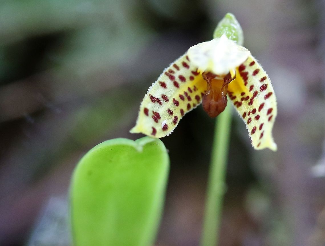 Masdevallia mutica Cerro Montezuma Another glorious orchid from Cerro Montezuma.  This Masdevallia found around the 2,000 metre contour.  Cerro Montezuma is renowned for its Masdevallia &amp; Lepanthes Cerro Montezuma,Masdevallia mutica,Tatama National Park