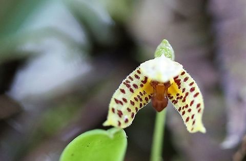 Masdevallia mutica Found around 2,000 metres on Cerro Montezuma, Tatama National Park - Montezuma Road Lodge is a wonderful welcoming place to stay - birds & orchids Cerro Montezuma,Masdevallia mutica,Tatama National Park