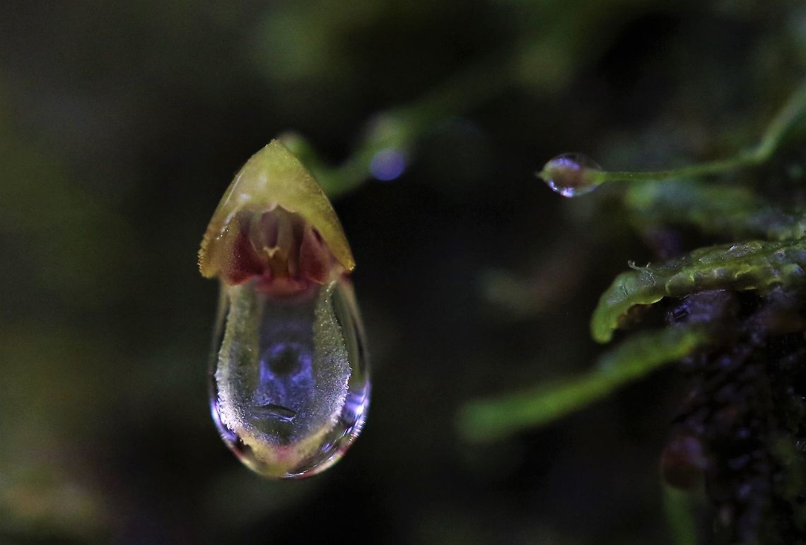 Specklinea (acostaea) caulophryne Tatama NP Specklinea caulophryne with water droplet at about 1,900m on Cerro Montezuma Cerro Montezuma,Specklinea caulophryne,Tatama National Park