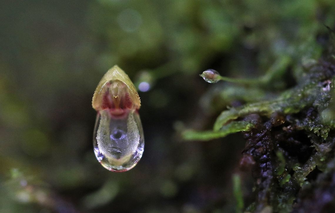 Specklinea (acostaea) caulophryne Specklinea caulophryne - a dark picture but with nice water droplet - again on Cerro Montezuma - near the 1,900m contour Cerro Montezuma,Specklinea caulophryne,Tatama National Park