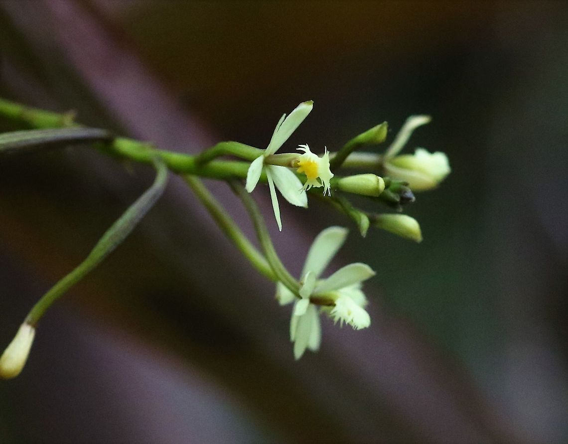 Epidendrum portokalium, Cerro Montezuma Another lovely orchid from the outstanding Cerro Montezuma found at approx 2,000m Cerro Montezuma,Epidendrum portokalium,Tatama National Park