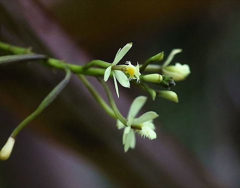 Epidendrum portokalium