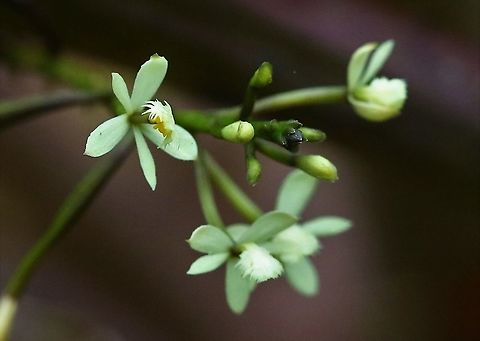 Epidendrum portokalium A very pretty Epidendrum from Cerro Montezuma from approx 2,000m Cerro Montezuma,Epidendrum portokalium,Tatama National Park