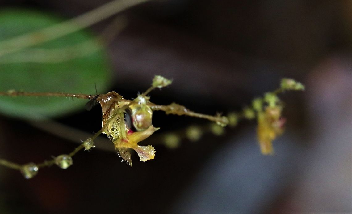 Trichosalpinx spathulata Side view of Trichosalpinx spathulate (originally misidentified as T. pseudolepanthes) showing the temporal nature of this delicate orchid on Cerro Montezuma Cerro Montezuma,Tatama National Park,Trichosalpinx spathulata