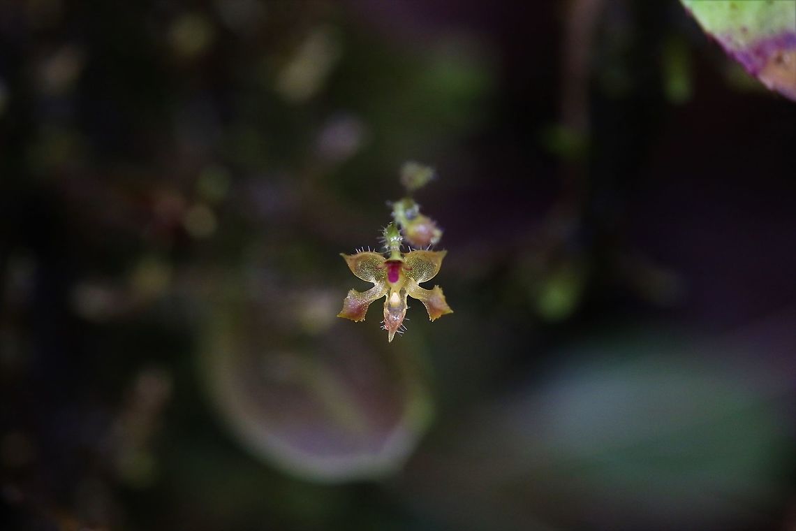Trichosalpinx spathulata Cerro Montezuma Trichosalpinx spathulate (originally misidentified as T. pseudolepanthess) a very delicate looking orchid found at above 2.000m on Cerro Montezuma.  An oasis for orchids. Cerro Montezuma,Tatama National Park,Trichosalpinx spathulata