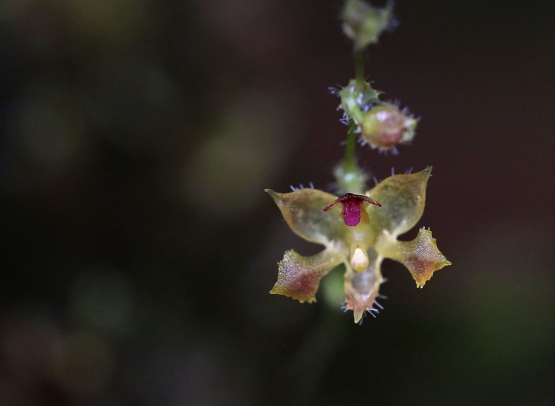 Trichosalpinx spathulata Close up of Trichosalpinx spathulate (originally misidentified as T. pseudolepanthes) found at above 2,000m on Cerro Montezuma Cerro Montezuma,Tatama National Park,Trichosalpinx spathulata