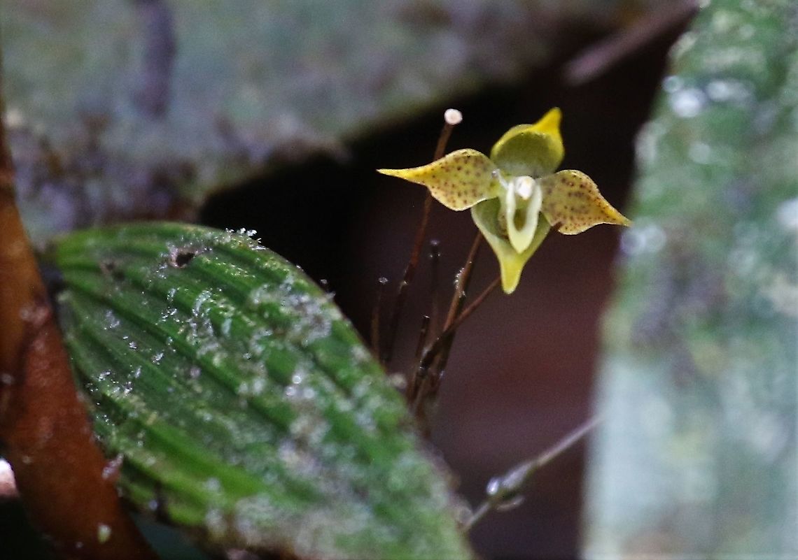 Pleurothallis silverstonei The only photo, I have of this bonny orchid - again at Cerro Montezuma  - near the 2,000 metre contour line Cerro Montezuma,Pleurothallis silverstonei,Tatama National Park