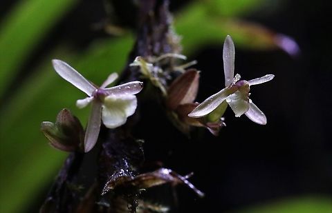 Epidendrum brachypodum