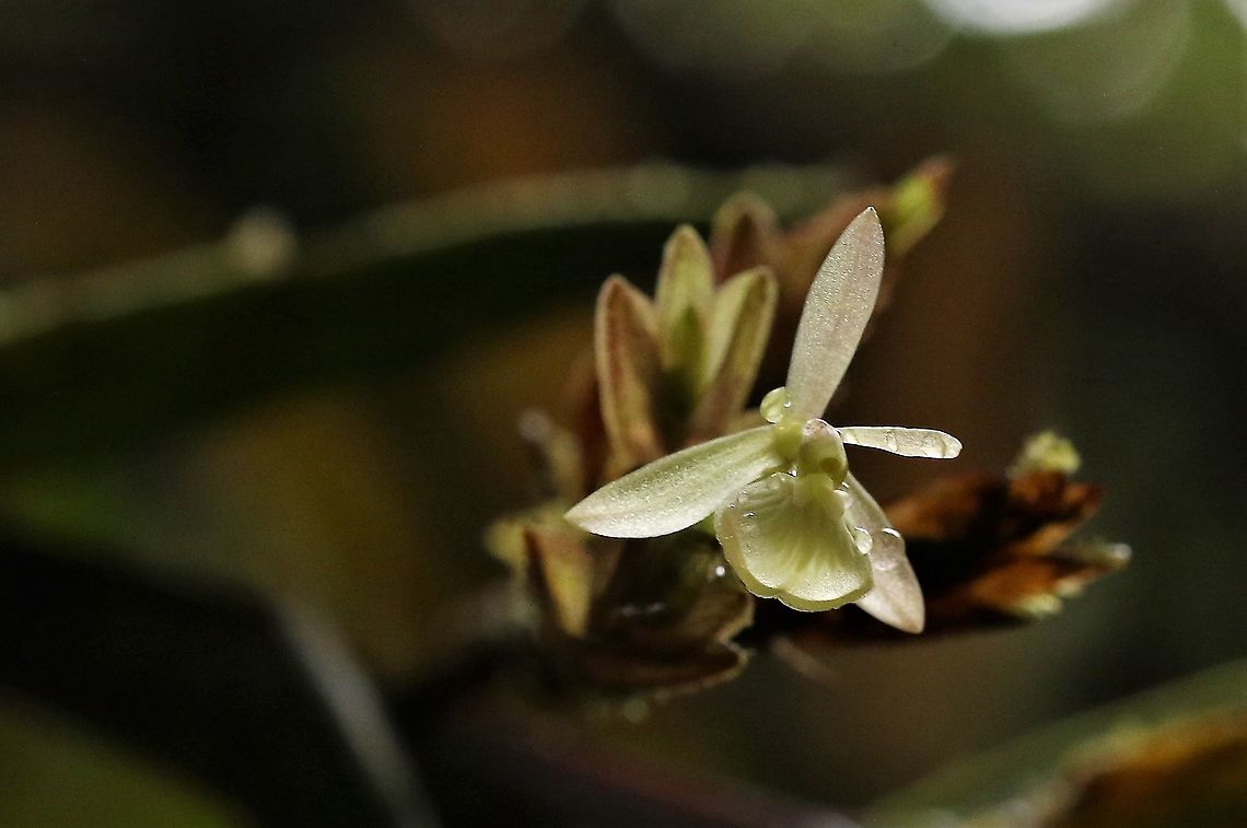 Epidendrum brachypodum Epidendrum brachypodum found on Cerro Montezuma Cerro Montezuma,Epidendrum brachypodum,Tatama National Park
