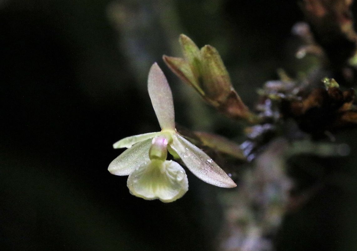 Epidendrum brachypodum Epidendrum found at approx. 2,000 metres on Cerro Montezuma Cerro Montezuma,Epidendrum brachypodum,Tatama National Park