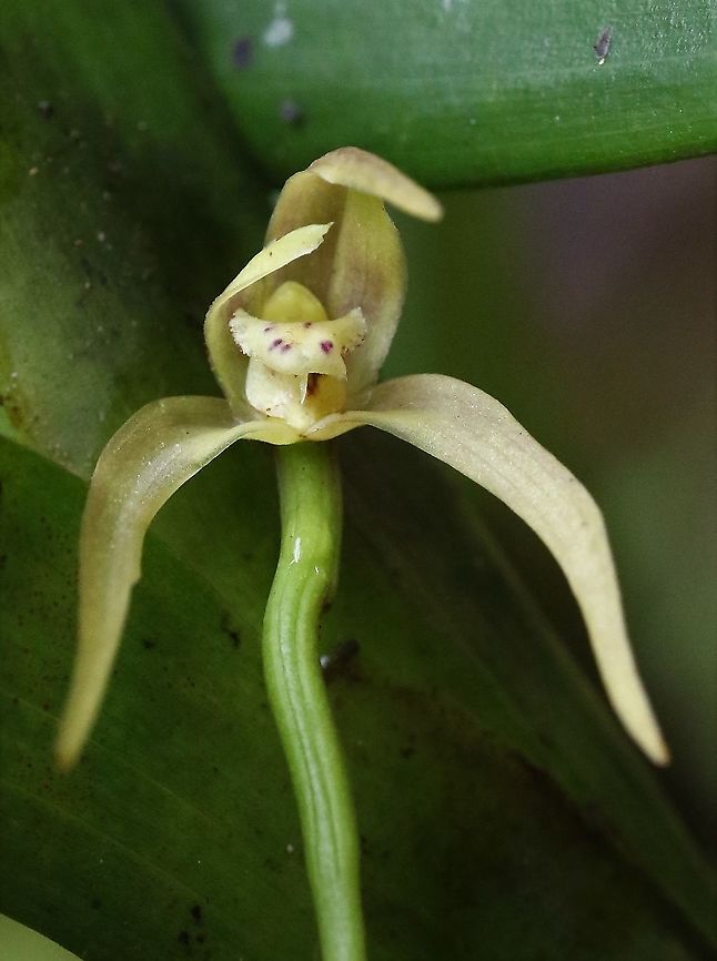 Ornithidium (Maxillaria) montezumae Ornithidium montezumae found at about 1,900 metres on Cerro Montezuma Cerro Montezuma,Maxillaria montezumae,Ornithidium montezumae,Tatama National Park