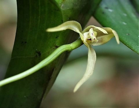 Maxillaria montezumae