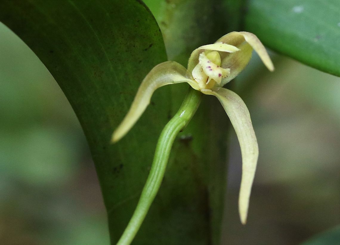 Ornithidium (Maxillaria) montezumae Found on Cerro Montezuma around 1,900 metres Cerro Montezuma,Maxillaria montezumae,Ornithidium montezumae,Tatama National Park