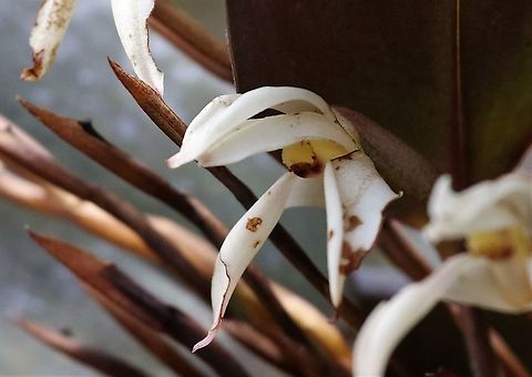 Maxillaria tenebrifolia Maxillaria found around the 2,000m contour on Cerro Montezumae, a wonderful place for maxillaria Cerro Montezuma,Maxillaria  tenebrifolia,Tatama National Park