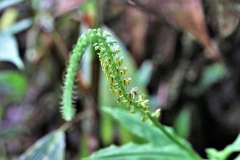 crossoglossa cf sotoana Cerro Montezuma Found on Cerro Montezuma at about 1,850 metres Cerro Montezuma,Crossoglossa cf sotoana,Crossoglossa sotoana,Tatama National Park